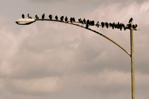 birds on a lamp post