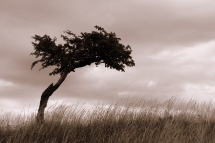 lonely-tree-psychotherapy-counselling-manchester1