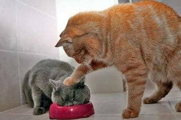 20-animals-that-are-huge-jerks-1-28003-1361577322-5_big