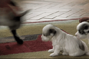 tumblr_muj9qqTr3V1qewacoo9_r1_400